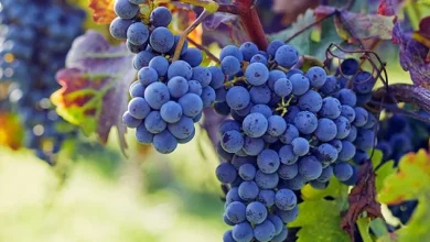 آیا انگور چاق کننده است