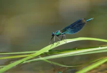 کشف حقیقت: آیا سنجاقک نیش میزند؟ بی‌خطر!