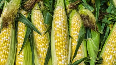 آیا ذرت چاق کننده است