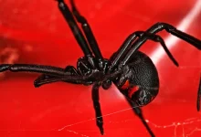 آیا عنکبوت سیاه خطرناکه