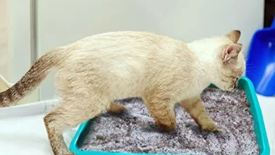 بهترین مارک خاک گربه