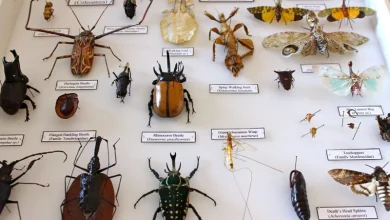 حشرات جزو حیوانات هستند