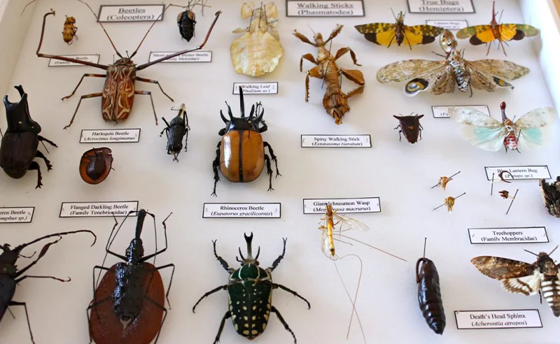 حشرات جزو حیوانات هستند