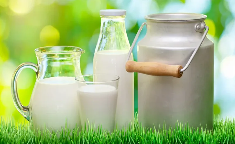 شیر چاق کننده هست