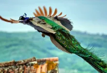 طاووس پرواز میکنه