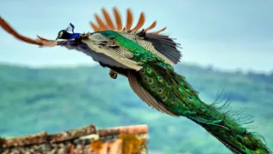 طاووس پرواز میکنه