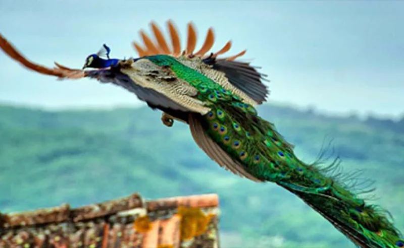 طاووس پرواز میکنه