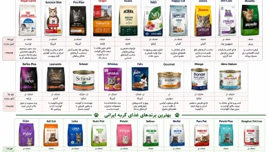 بهترین غذای گربه