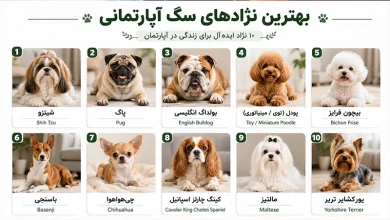 بهترین نزاد سگ